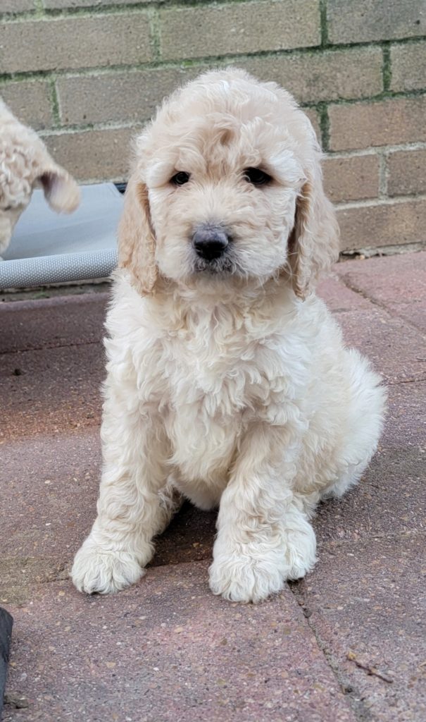 Female goldendoodle puppy - apricot