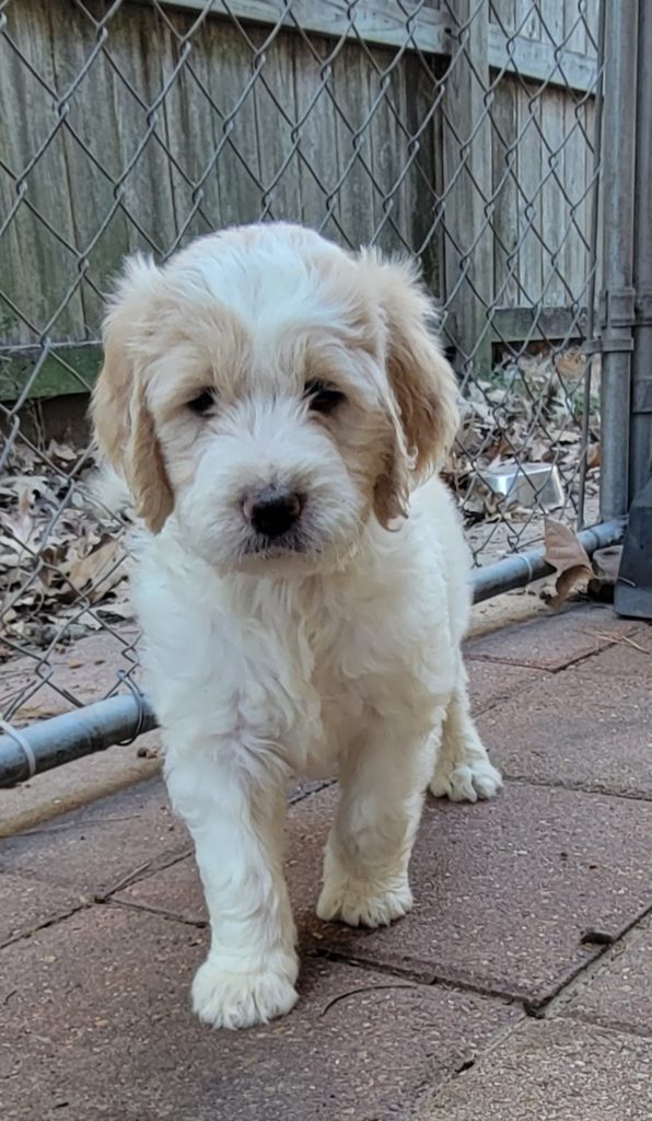 Parti-colored male goldendoodle puppy