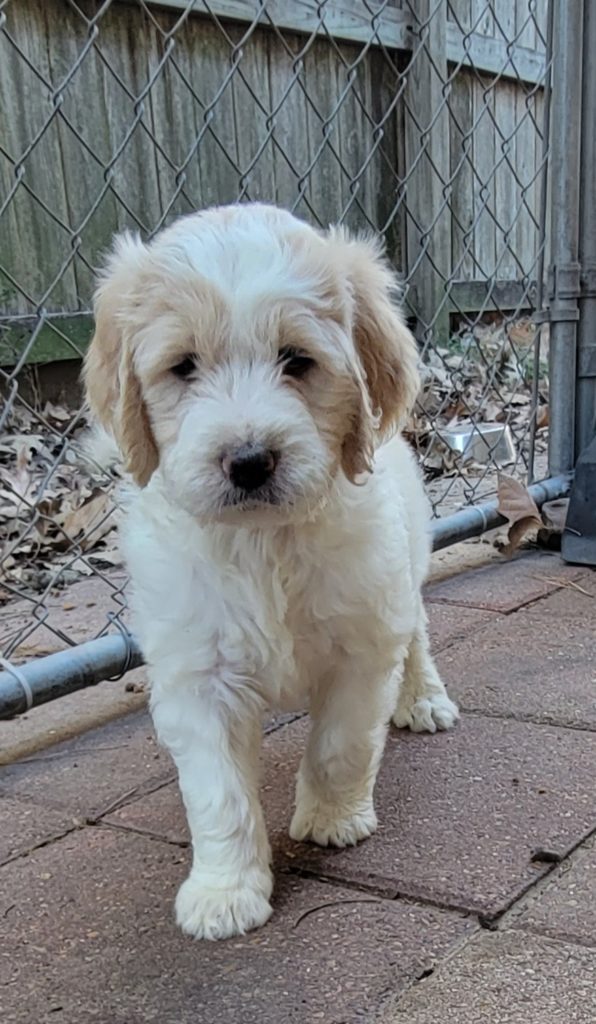 Parti-colored male goldendoodle puppy 