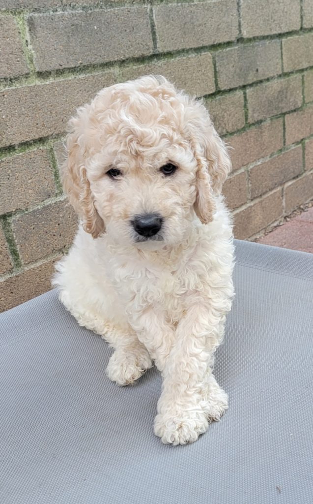 Cream male goldendoodle puppy - Houston, Tx