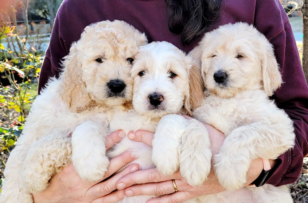 Goldendoodle Pups for Sale in Houston