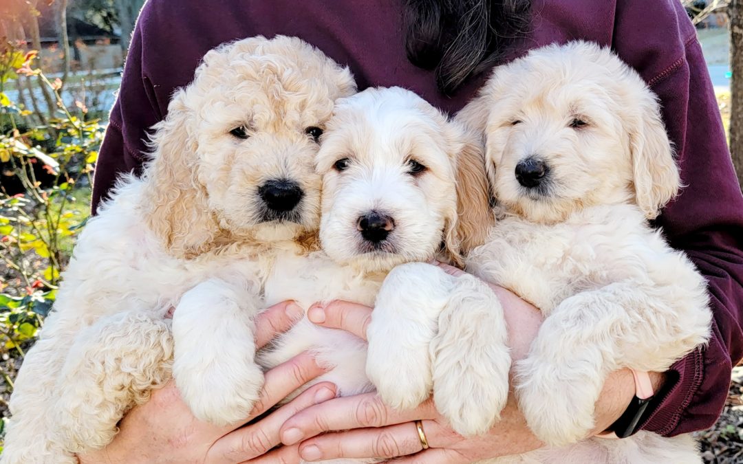 Goldendoodle Pups for Sale in Houston