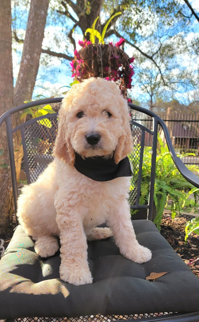 Male goldendoodle puppy - cream colored with curly coat