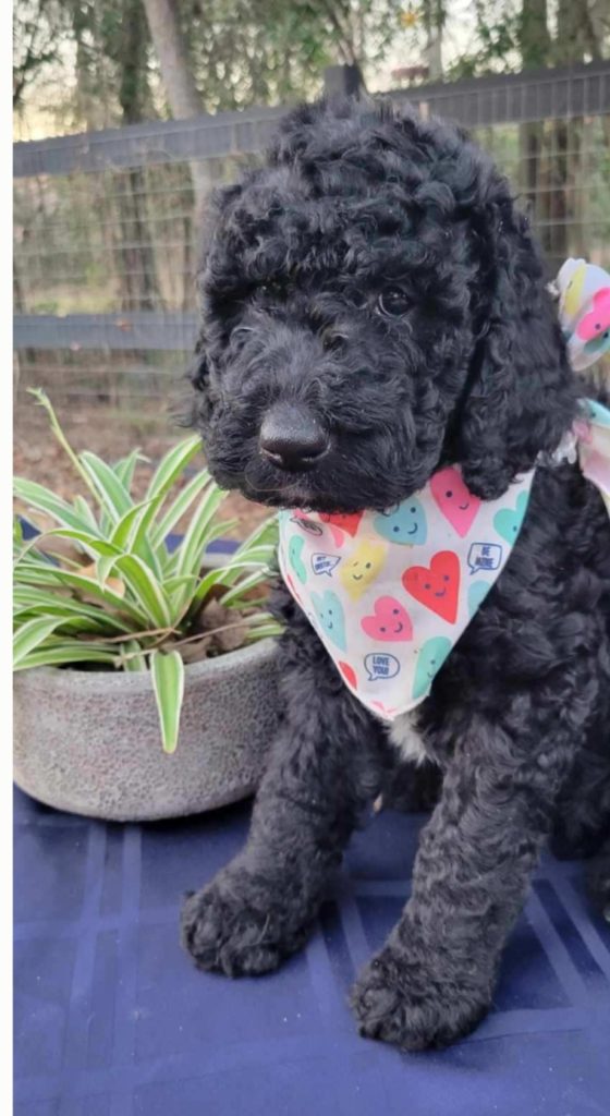 Goldendoodle pup available in Houston 