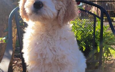 Female Goldendoodles For Sale