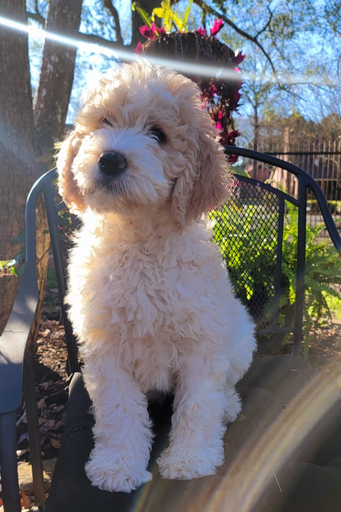 Light parti-colored female goldendoodle for sale