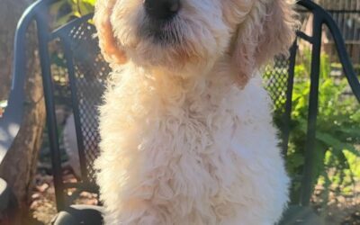 Goldendoodle Puppy in Houston