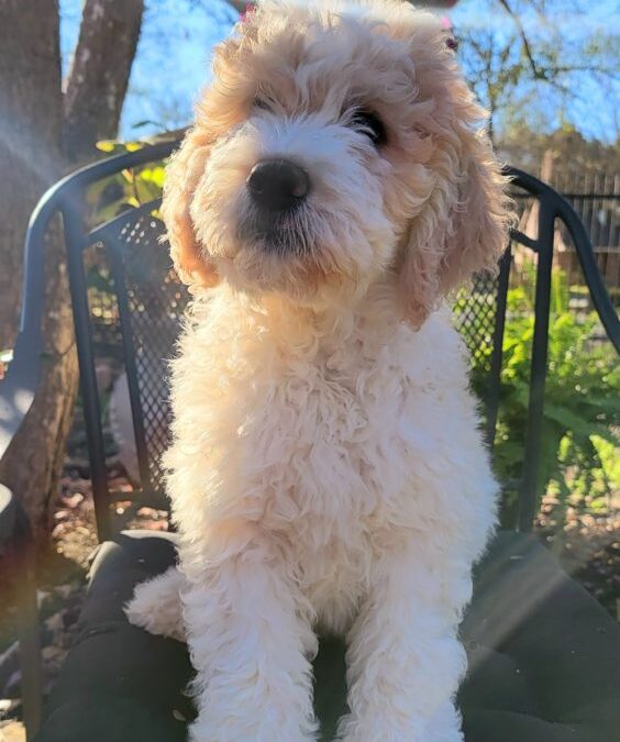 Goldendoodle Puppy in Houston