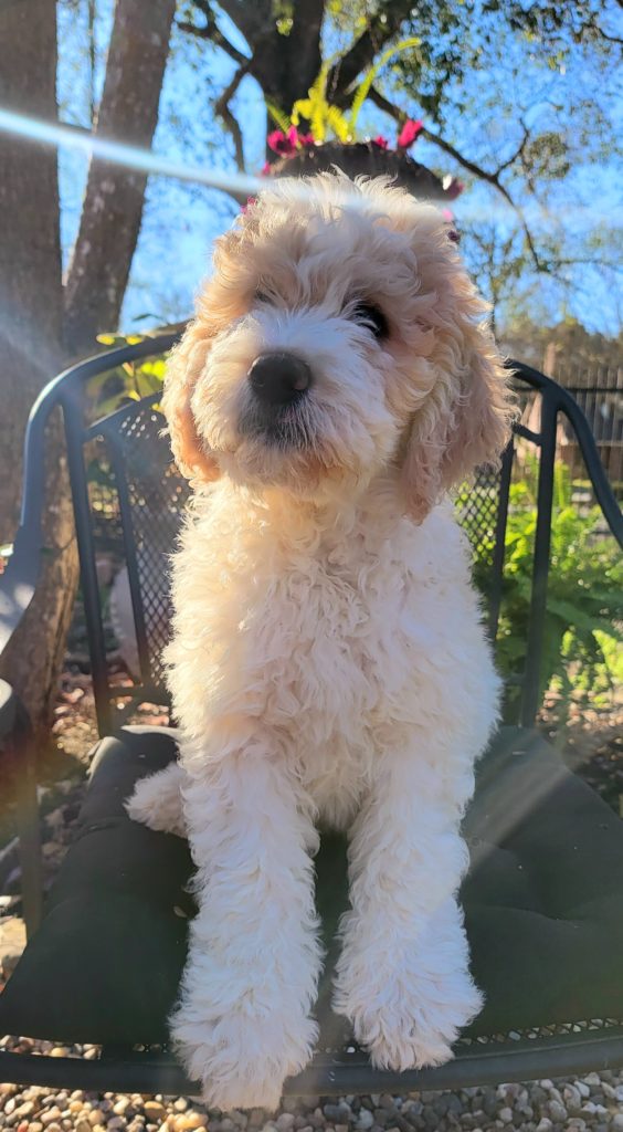 a goldendoodle puppy in Houston