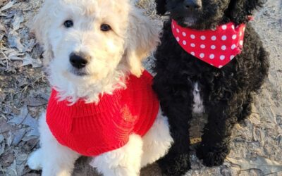 Male Goldendoodle Puppies in Houston
