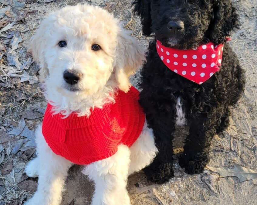 Male Goldendoodle Puppies in Houston