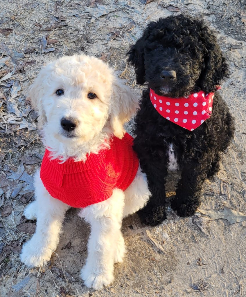 Black and Cream Male goldendoodle puppies in Houston