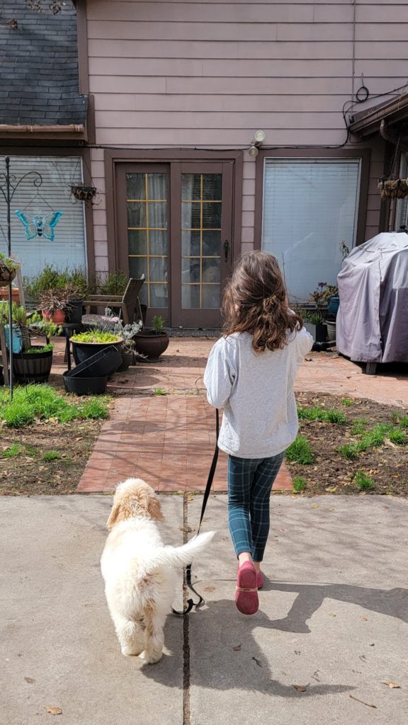 leash walking goldendoodle puppy