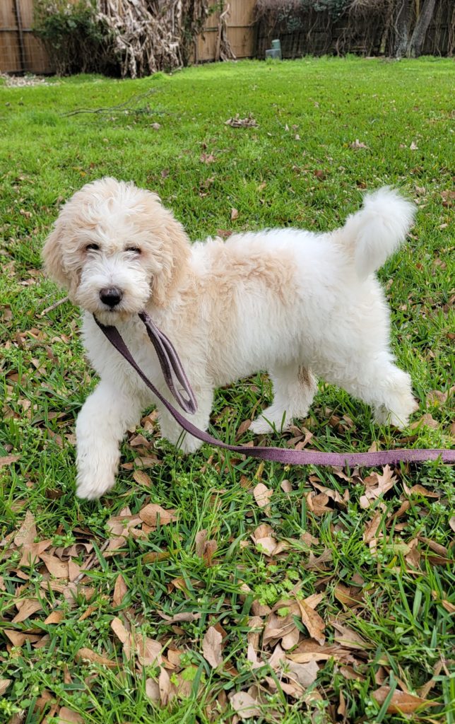 This goldendoodle girl is ready for spring