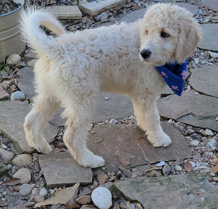 That Last Goldendoodle Pup Can Be Extra Special