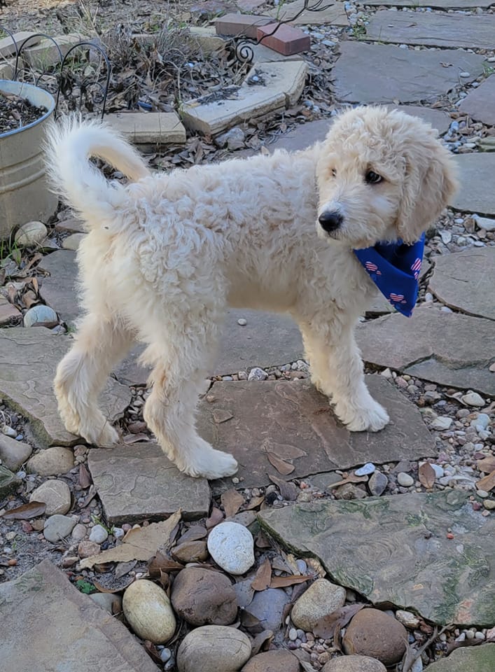 Rocco is one of our last goldendoodle pups from our winter litter - available now