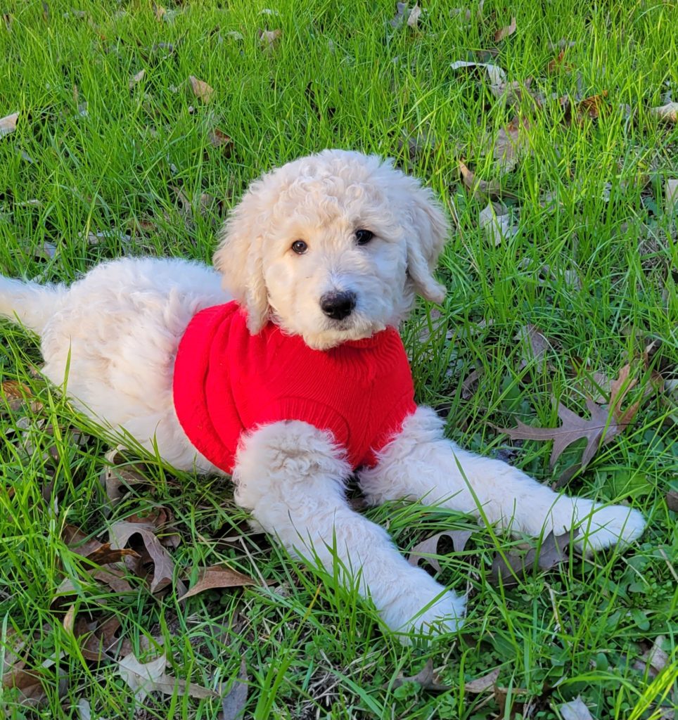 Cream goldendoodle pup in Houston