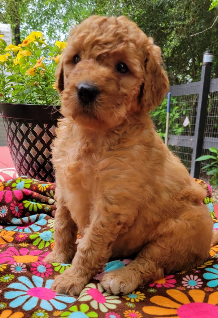 Curly  multi-gen goldendoodle puppy 