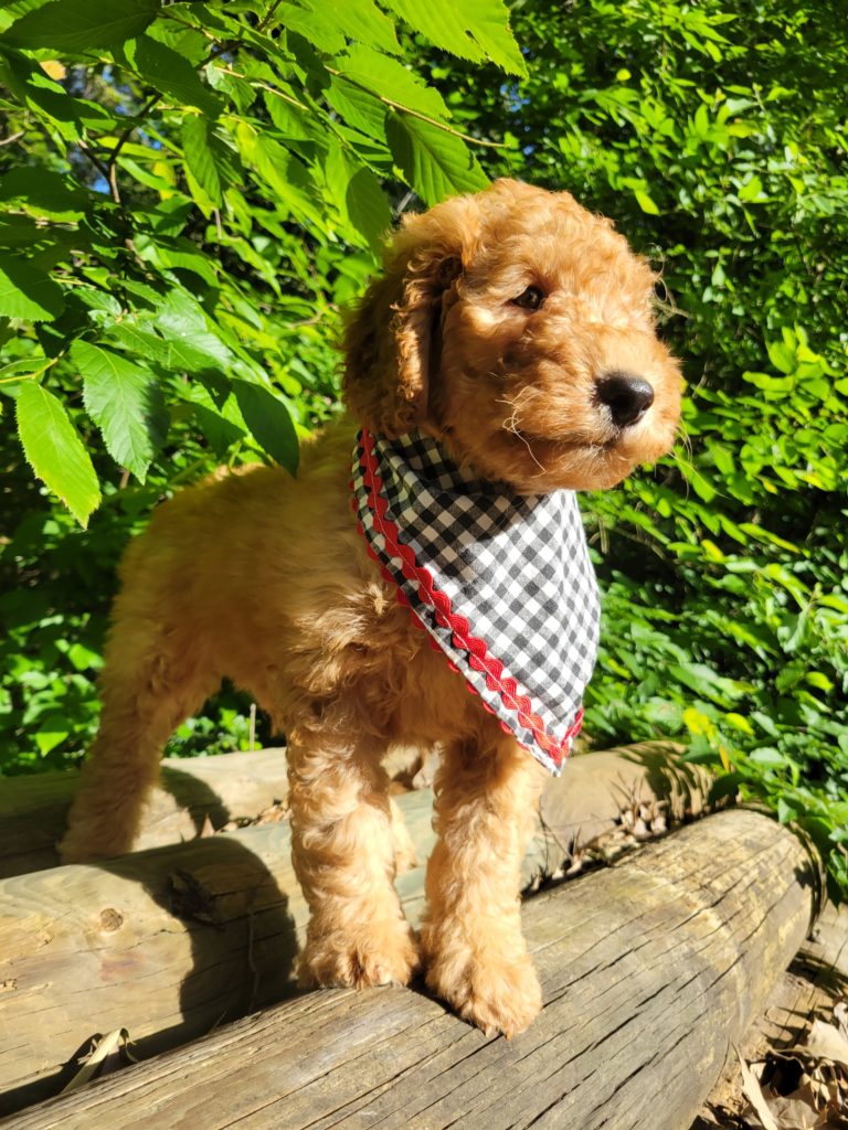 Goldendoodle puppy for sale in Houston