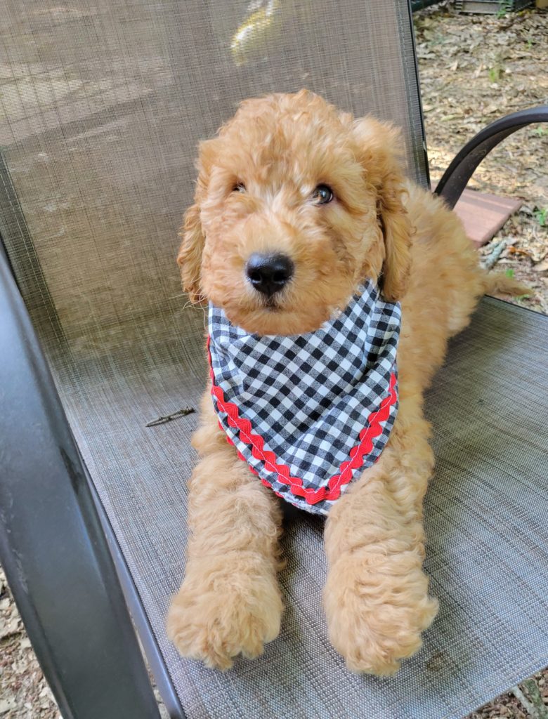 goldendoodle pup ready now