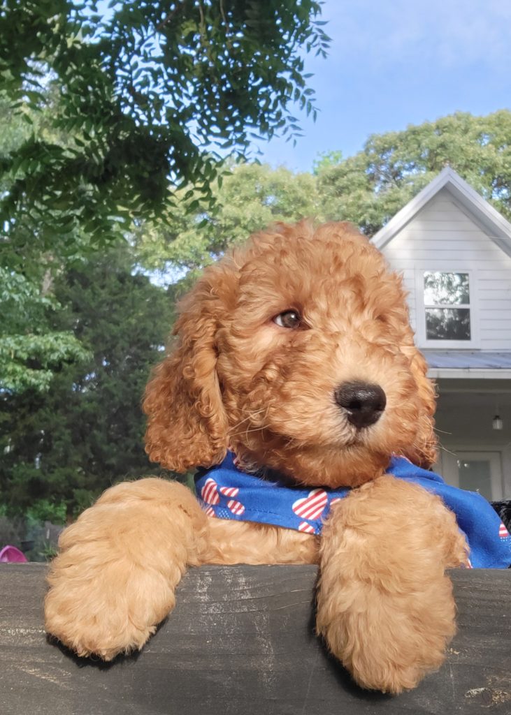 Curly Medium Goldendoodle Boy - Houston