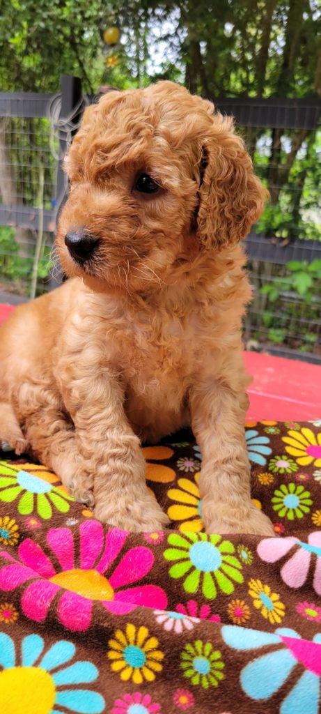 Doodle Puppies for Sale in Houston
