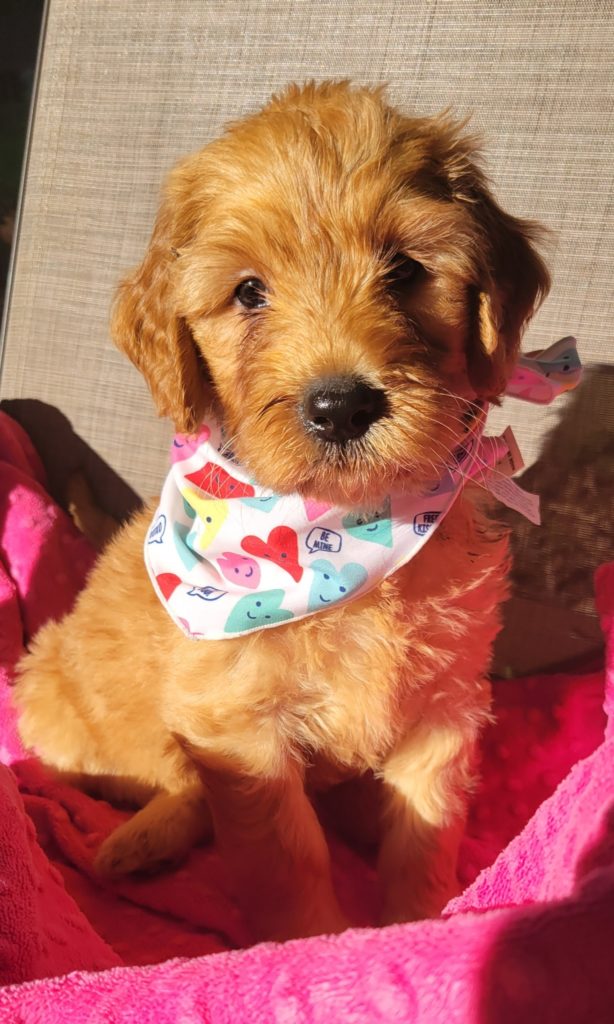 New Goldendoodle Puppies Available