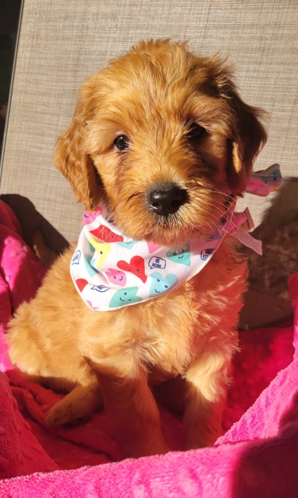 New Goldendoodle Puppies Available