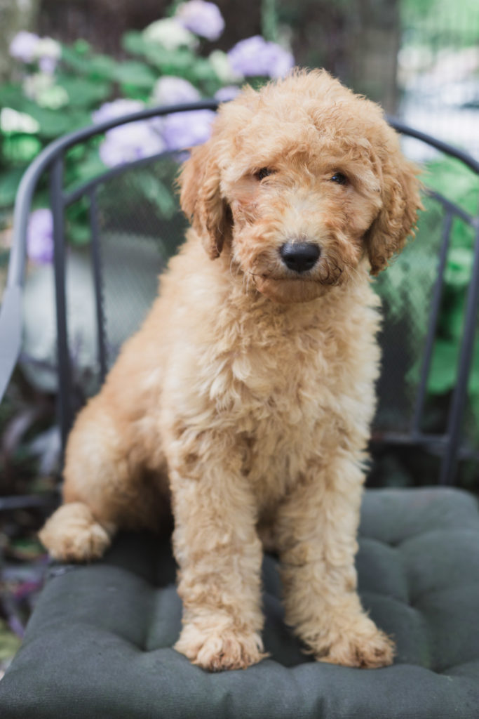 Curly Goldendoodle puppy available now