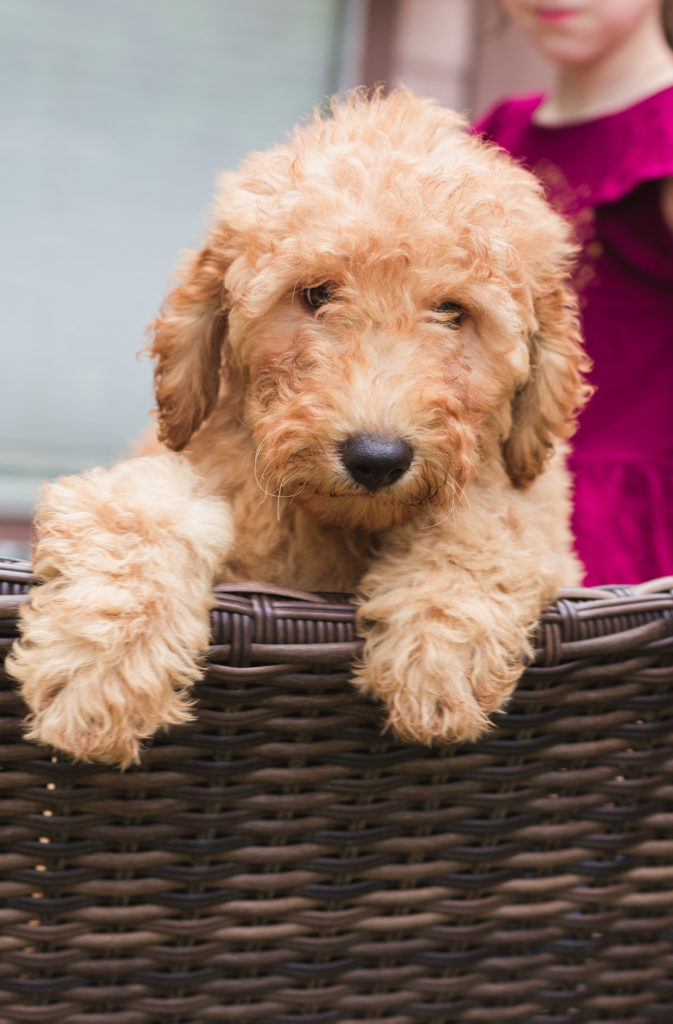 Goldendoodle pup for sale in Houston