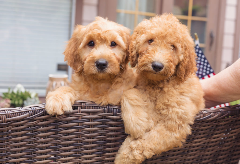 Contact us about our goldendoodle puppies for sale