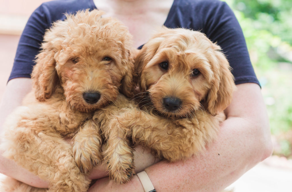 Goldendoodle Puppy for Sale