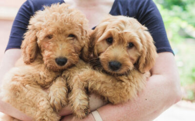 Goldendoodle Puppy for Sale