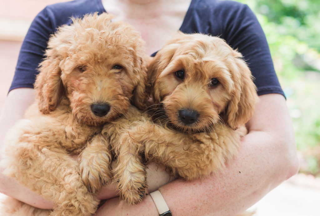 Goldendoodle puppies for sale in Houston