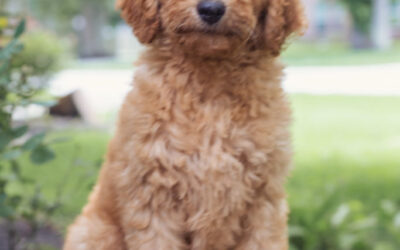 Male Goldendoodle Pup Ready Now