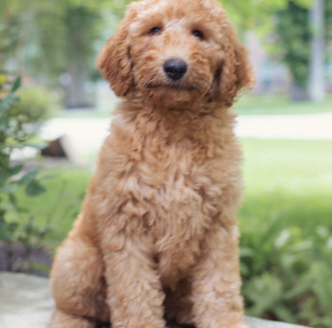Male Goldendoodle Pup Ready Now