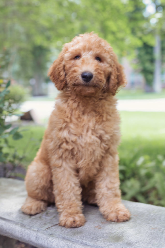 Male Goldendoodle Puppy in Houston