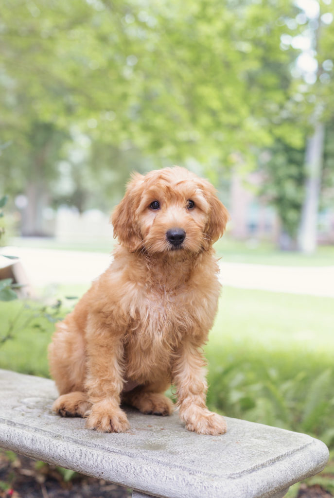 Shaggy goldendoodle puppy 