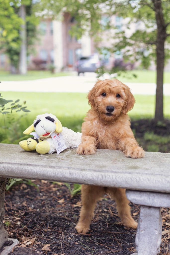 Female goldendoodle puppy for sale in Houston