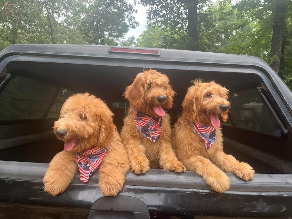 Goldendoodle Puppies for Sale in Houston