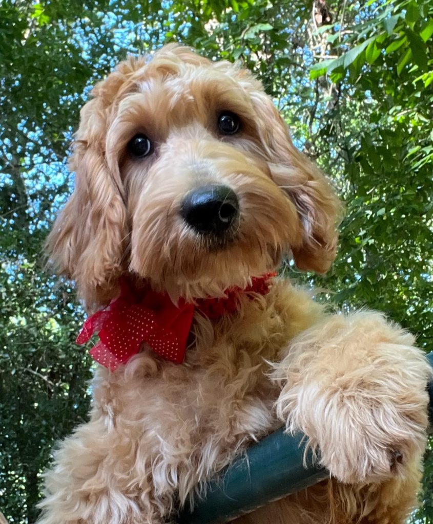 Female goldendoodle puppy available now - summer sale 2023
