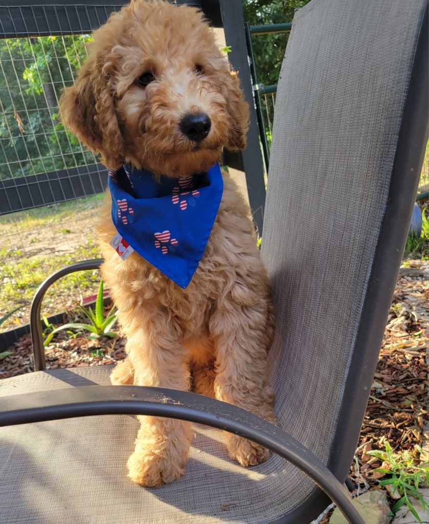 Summer Sale on a goldendoodle puppy - curly male goldendoodle