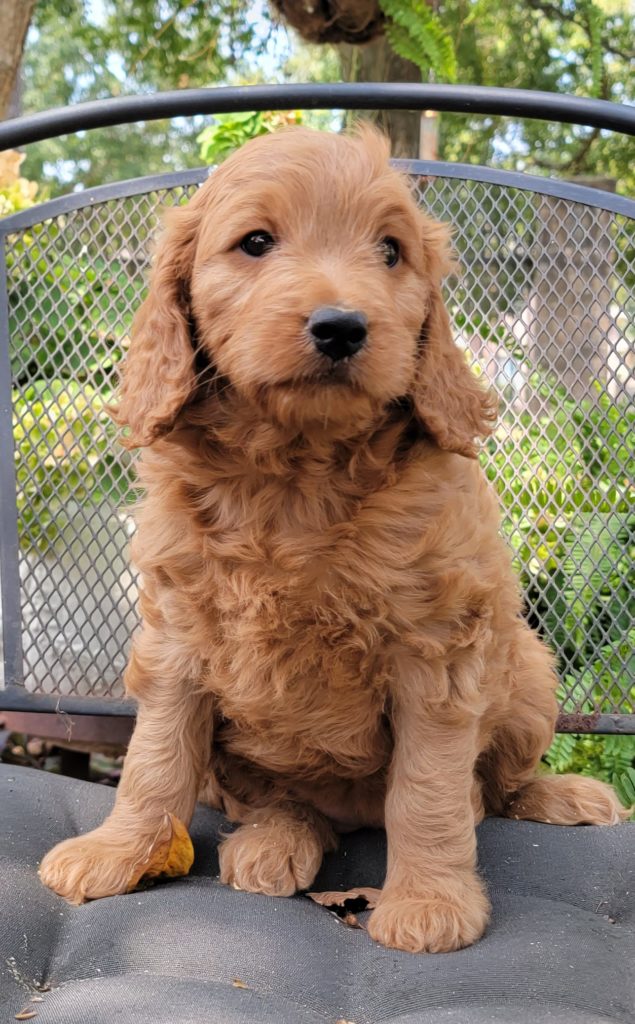 goldendoodle for sale - Houston