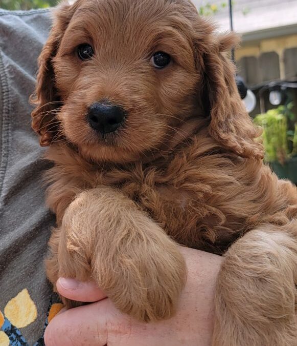 Goldendoodle for Sale – Houston