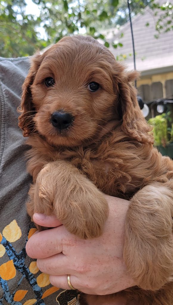 goldendoodle puppy for sale