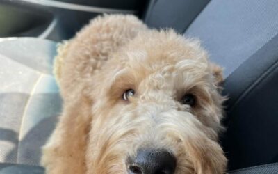 Socializing a Goldendoodle