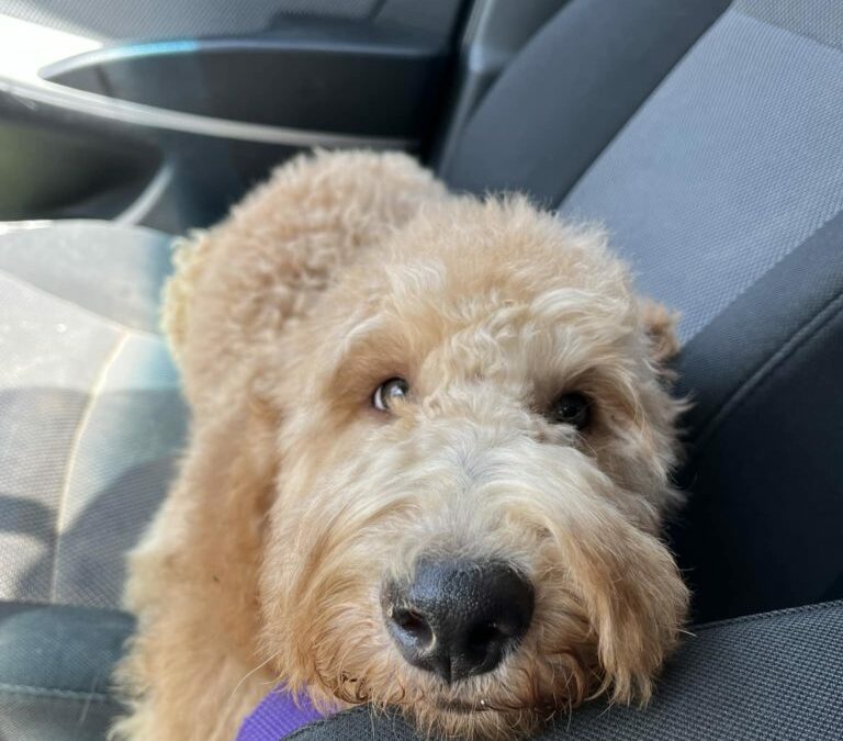 Socializing a Goldendoodle