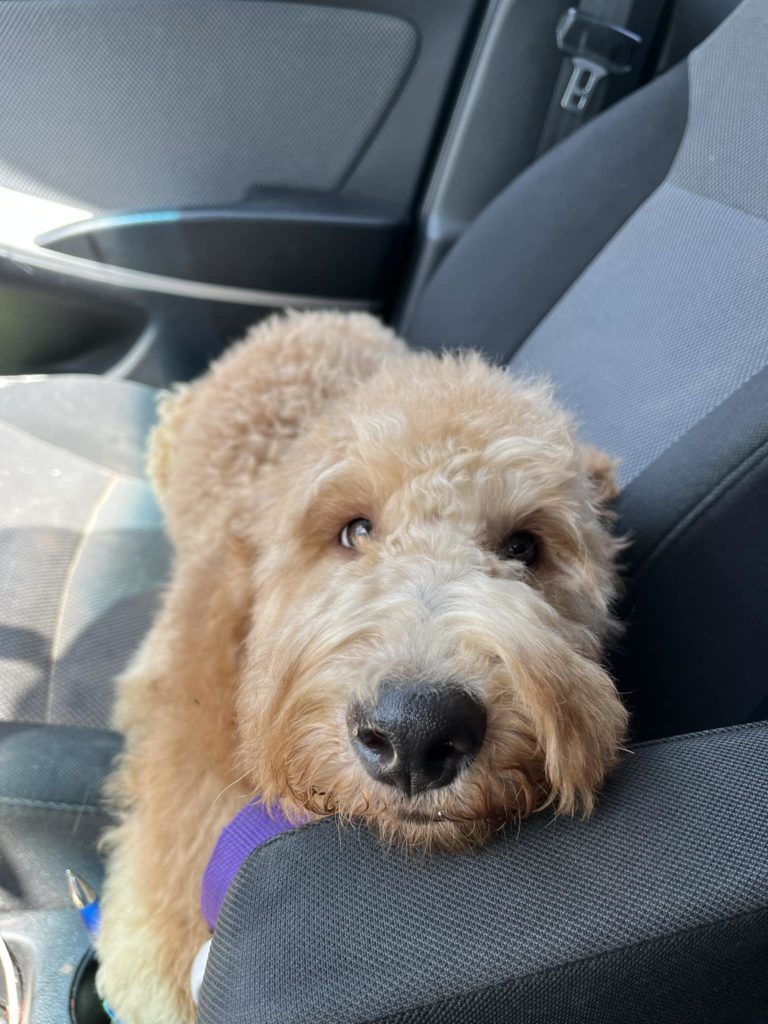 Goldendoodle puppy for sale in Houston