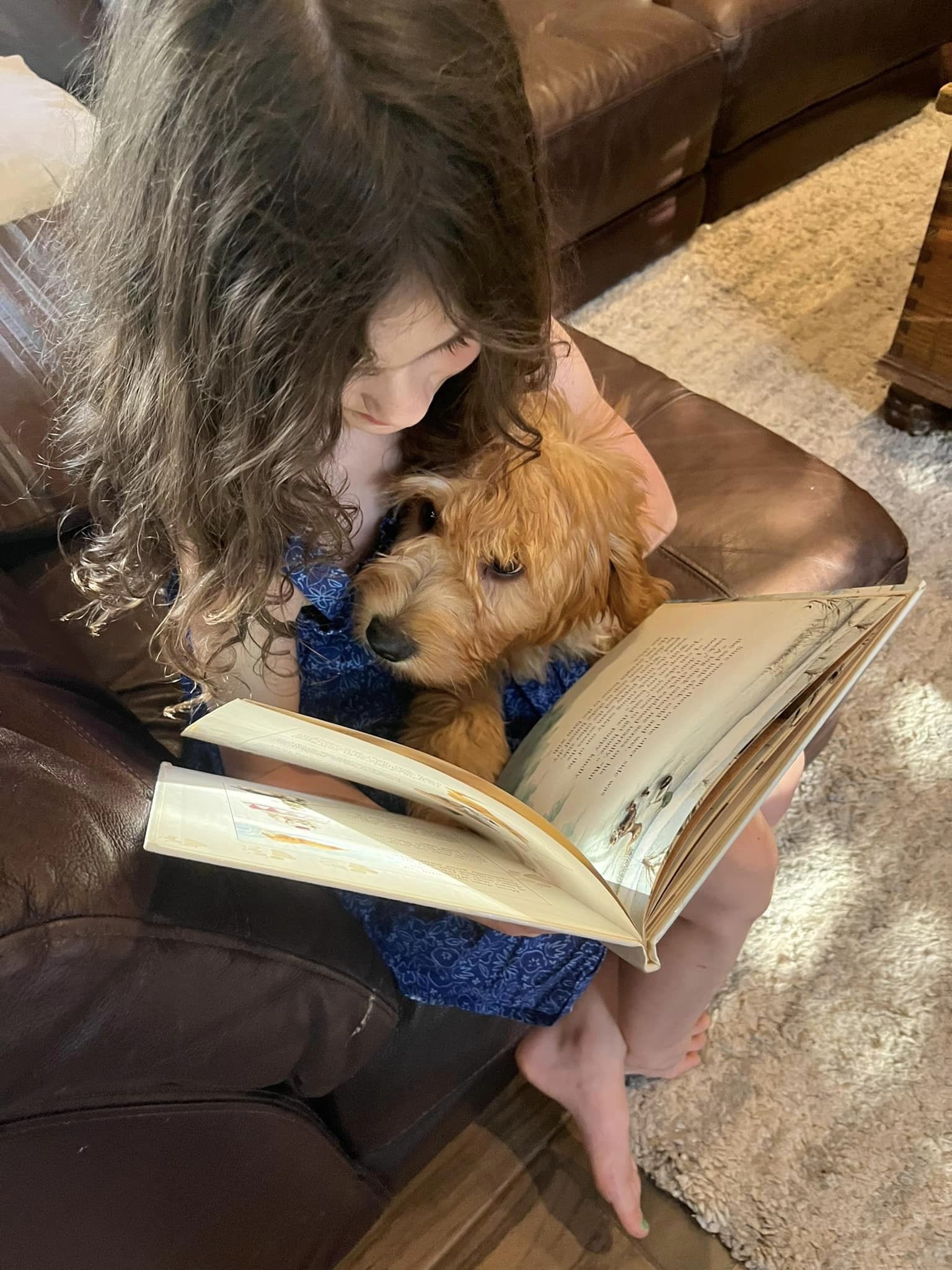 Goldendoodle reading companion
