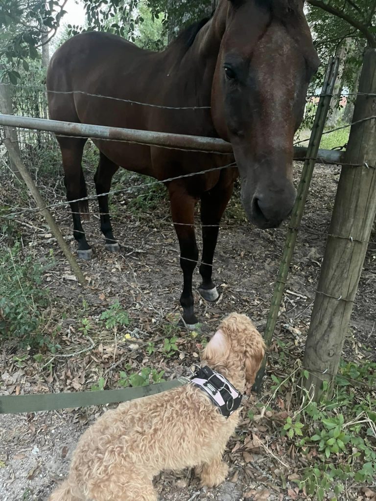 Goldendoodle puppy's latest socialization adventures